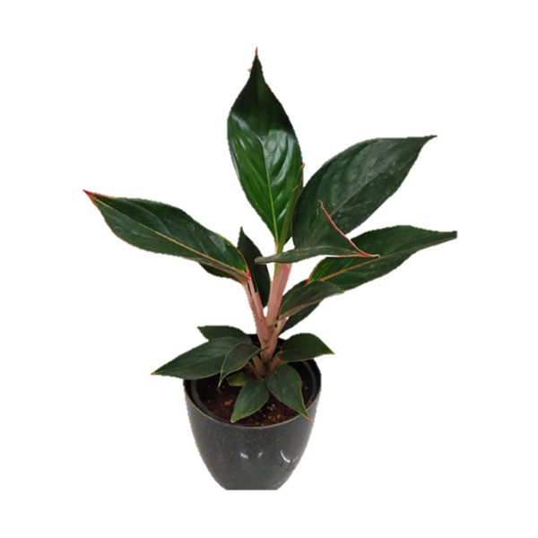 Aglaonema Black Lipstick (اجلونيما) - AL Darmaky