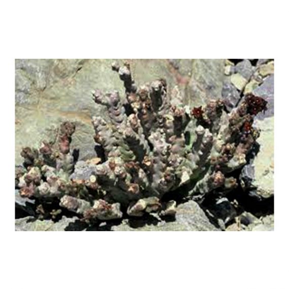 Caralluma Arabica (خنصور) - Image 2