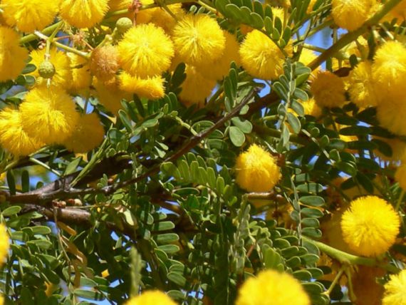 ⁦Acacia Franesiana (طلح الفتنه)⁩ - الصورة ⁦3⁩