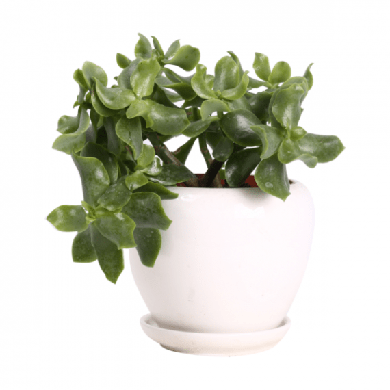 Crassula ovata (Dollar Plant) (كرسول بيضوي)