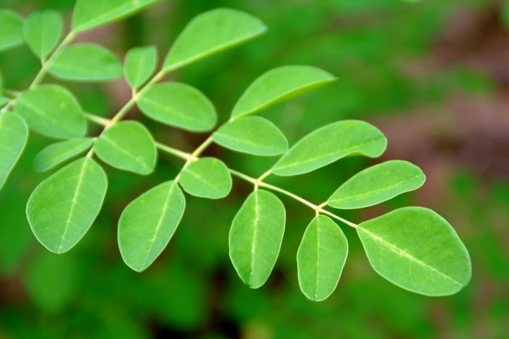 Moringa oleifera (المورنغا الهندي) - AL Darmaky