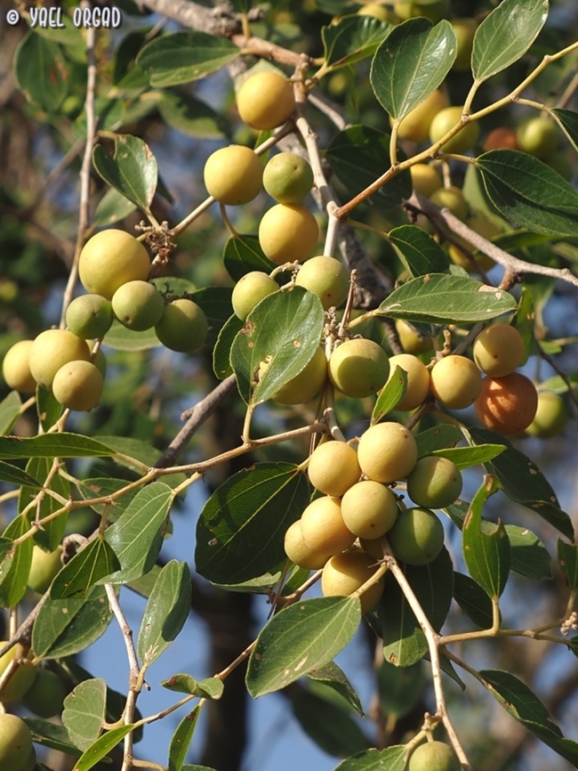 Ziziphus spina-christi - Native Trees (سدر محلىي) - AL Darmaky